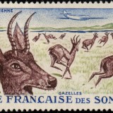 somalicoast-1958-reedbuck