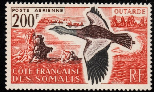 somalicoast-1960-bustard.jpg