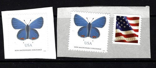 butterfly.jpg