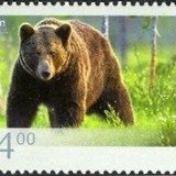 Brown-Bear-Ursus-arctos