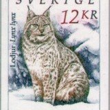 Eurasian-Lynx-Lynx-lynx