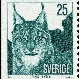 Eurasian-lynx---Lynx-lynx