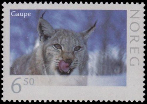 Lynx-Lynx-lynx-1.jpg