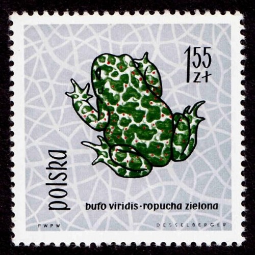 frog.jpg