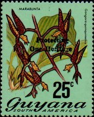guyana1241.jpg
