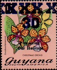 guyana1242.jpg