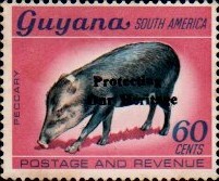 guyana1246.jpg