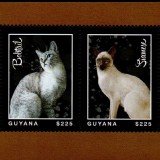 guyanacats