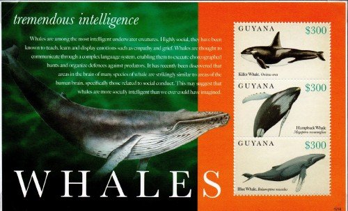guyanawhales