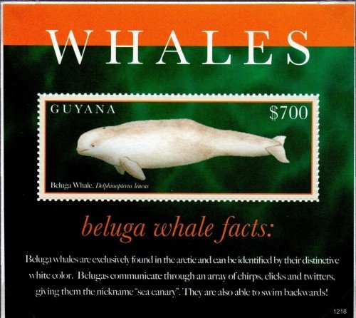 guyanawhales1