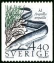 European-Eel-Anguilla-anguilla.jpg