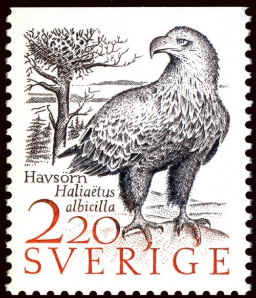 White-tailed-Eagle-Haliaeetus-albicilla.jpg