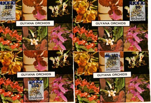 img20200303 12503428