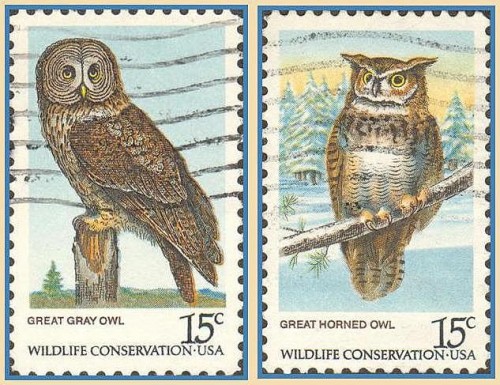 usa-owls.jpg