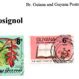 guyana-rosignol