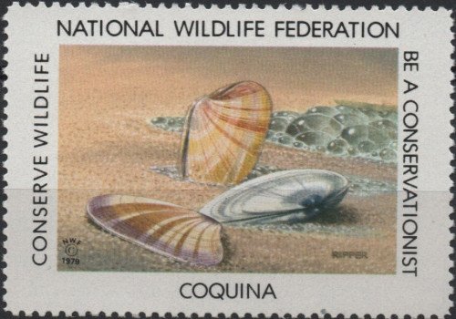 1979 coquina
