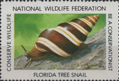 1979-florida-tree-snail.jpg