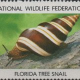 1979-florida-tree-snail