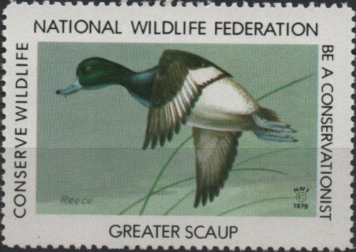 1979 greater scaup