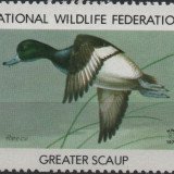 1979-greater-scaup