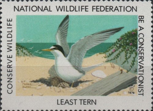 1979 least tern
