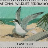 1979-least-tern