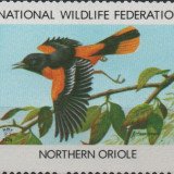 1979-northern-oriole