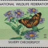 1979-silvery-checkerspot