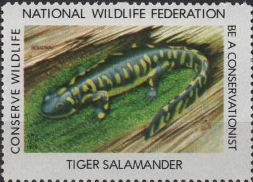 1979-tiger-salamander.jpg