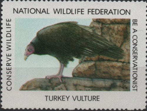 1979-turkey-vulture.jpg