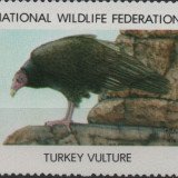 1979-turkey-vulture