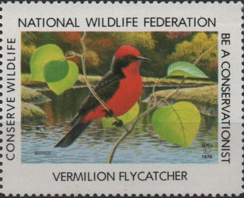 1979-vermilion-flycatcher.jpg