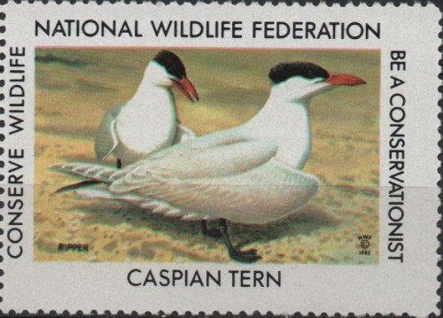 1982-caspian-tern.jpg