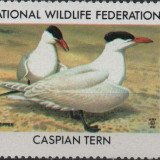1982-caspian-tern