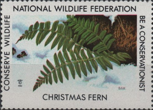 1982-christmas-fern.jpg
