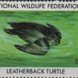1982-leatherback-turtle