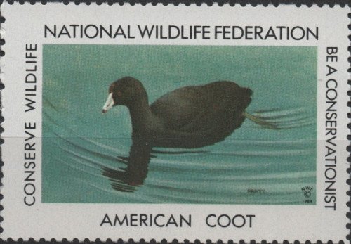 1984-American-Coot.jpg