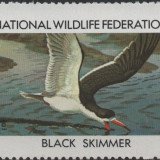 1984-Black-Skimmer