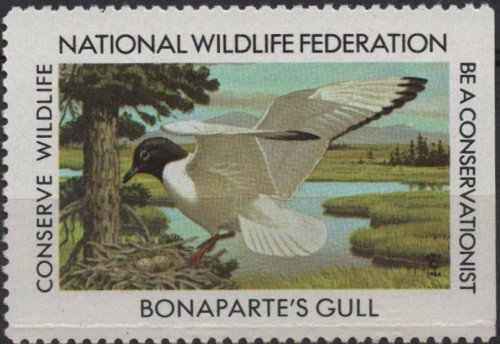 1984-Bonapartes-Gull.jpg