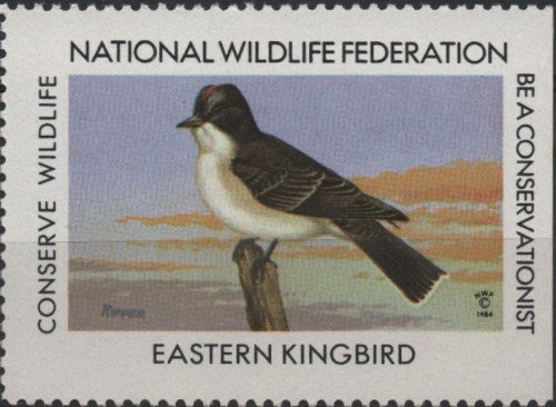 1984-Eastern-Kingbird.jpg