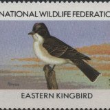 1984-Eastern-Kingbird