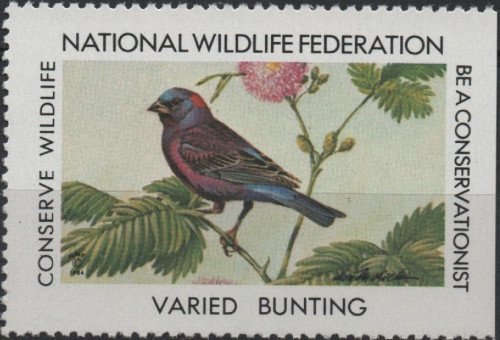 1984-Varied-Bunting.jpg