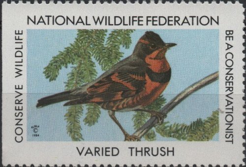 1984-Varied-Thrush.jpg