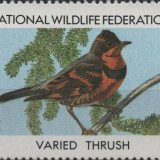 1984-Varied-Thrush