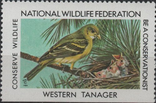 1984-Western-Tangager.jpg