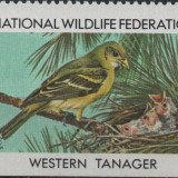 1984-Western-Tangager