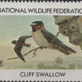 1984-cliff-swallow