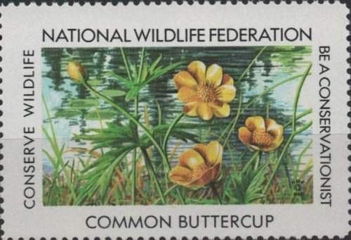 1-198--Common-Buttercup.jpg