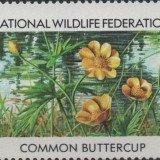 1-198--Common-Buttercup