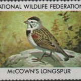1982-3-McCowns-Longspur